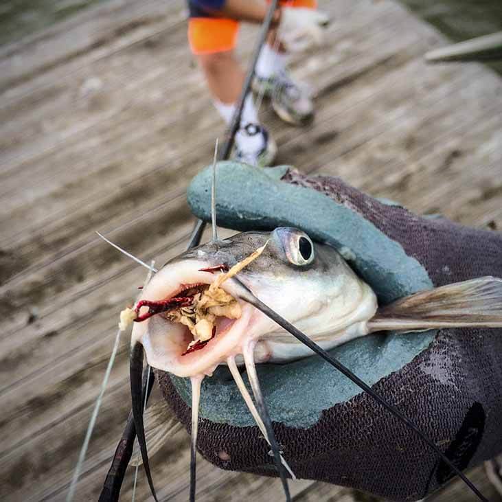 Holding a catfish with gloves