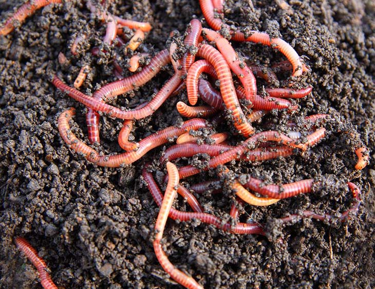 Earthworms Trout Bait